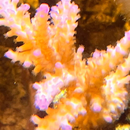 Je suis pas le meilleur photographe du reef .. mais je m’entraîne. 
J’adore cette espèce qui commence à prendre des couleurs ..